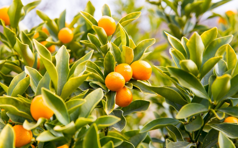 Kumquat z Korfu - likier i dżemy z owocu kumquatu